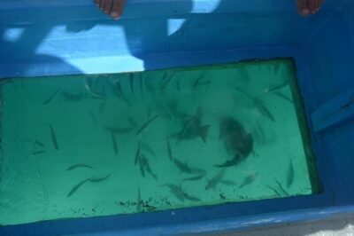 3 hrs Glass Boat Tour in Punta Cana - Bavaro Beach Dolphin Spotting: A Quick Wildlife Window