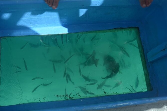 3 hrs Glass Boat Tour in Punta Cana - Bavaro Beach Dolphin Spotting: A Quick Wildlife Window