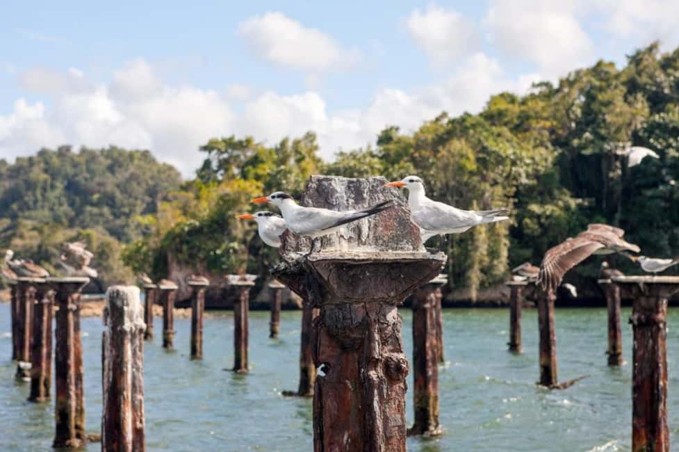 4in1: Los Haitises+ Kayaking+ Natural Pools+ Montana Redonda - The Boat Ride Through Mangroves: Where the Wildlife Counts