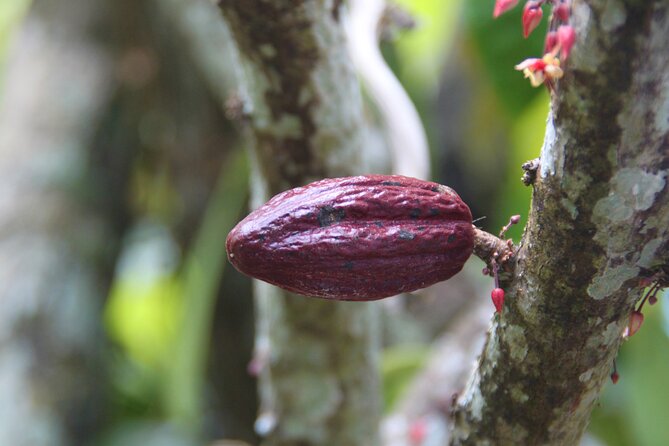 5 Tours of Jungle and Dominican Culture with Lunch - Price and value at $159.98: what you’re really paying for
