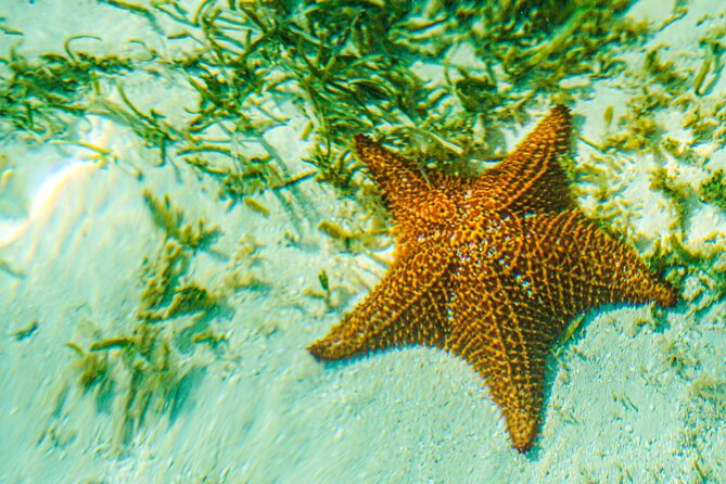 6 Hour Private Saona Island Tour with Snorkeling - Crew, Communication, and How You’ll Feel On Board