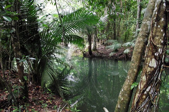 7 Hour- Private Nature Tour of the Monte Plata Rainforest - Weather and Smart Planning for a Rainforest Day