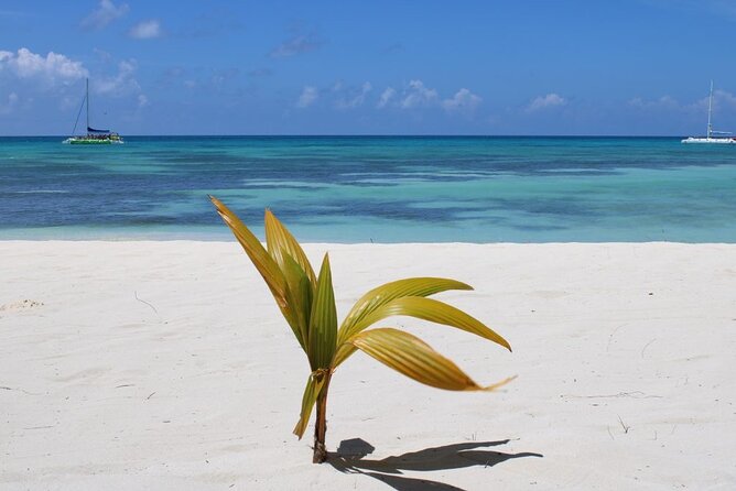 A Magical Day on Saona Island - What the Best Reviews Point To (Without the Hype)