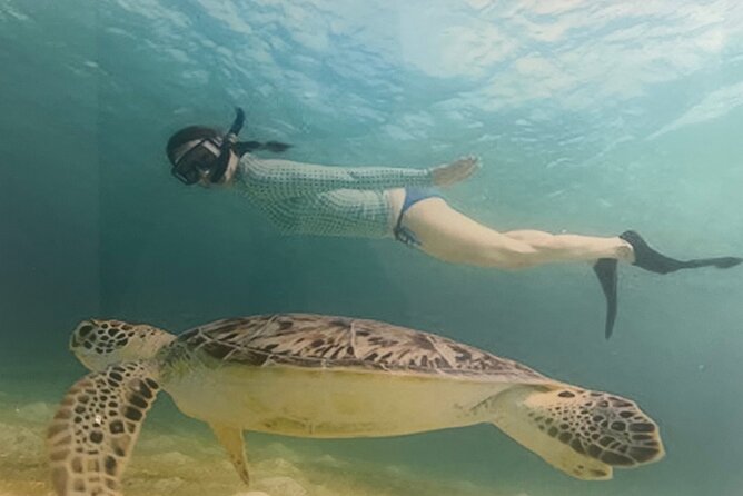 Bavaro Punta Cana EN boat party with drinks and transportation - Stop 1: Dolphins in Punta Cana Waters (15 Minutes)