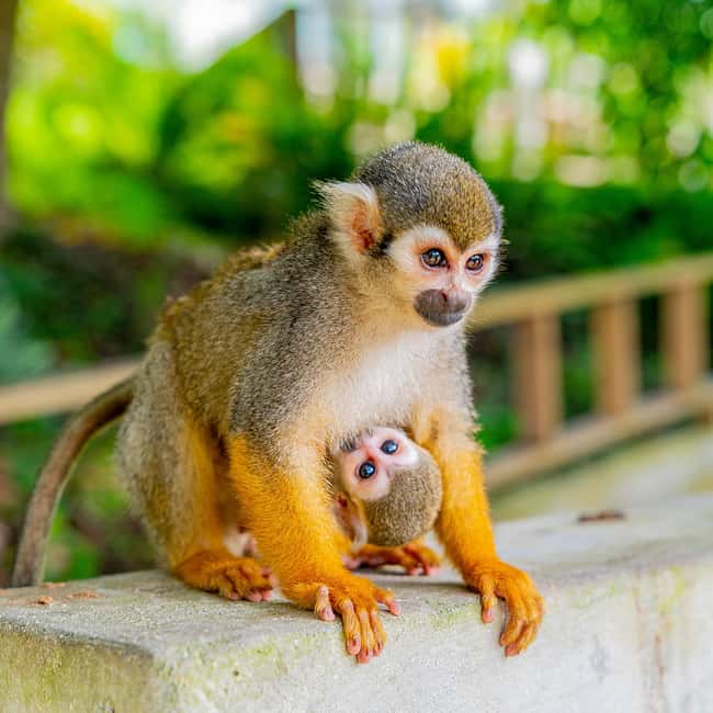 Bayahibe/La Romana: 4x4 Buggy and Monkeyland Tour - Mountain Ranch and Dominican Food: Lunch at the End