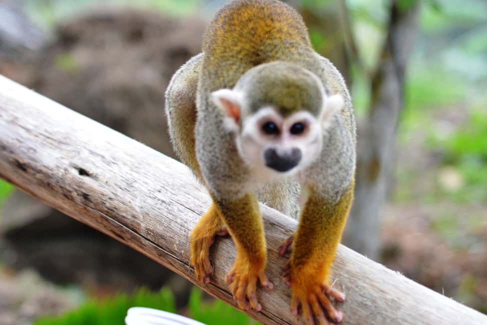 Bayahibe/La Romana: 4x4 Buggy and Monkeyland Tour - Pickup, Timing, and the Logistics That Matter in Real Life