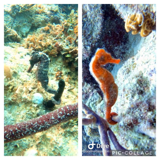Bayahibe: Scuba Diving Initiation by Go Dive Bayahibe - Key Things That Make This Bayahibe Scuba Start Worth It