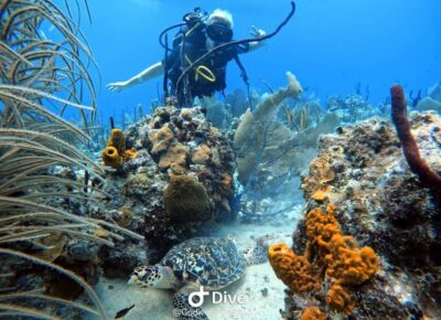 Bayahibe: Scuba Diving Initiation by Go Dive Bayahibe - The 4-Hour Plan: From Paperwork to a Catamaran Reef Run