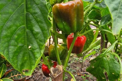 Buggy, horse and plantation ranch - Stop 1 in Macao: coffee, cocoa, and cigar-making in one lesson
