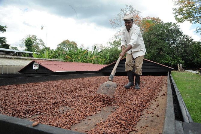 Cacao Plantation and Chocolate Factory Tour- Chocolate Lovers - Key things to know before you go