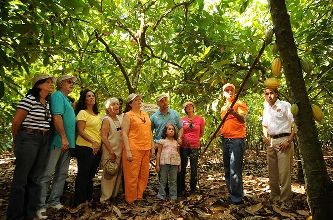 Cacao Plantation and Chocolate Factory Tour- Chocolate Lovers - Timing, groups, and how to get the most out of it