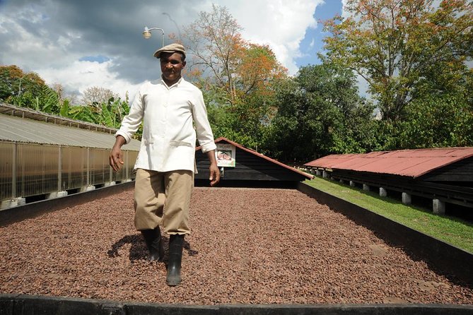 Cacao Plantation and Chocolate Factory Tour- Classic - Expert chocolate tasting: learn to use your senses