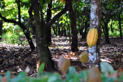 Cacao Plantation and Chocolate Factory Tour- Classic - La Esmerelda Chocolate Factory: from beans to your chocolate bar