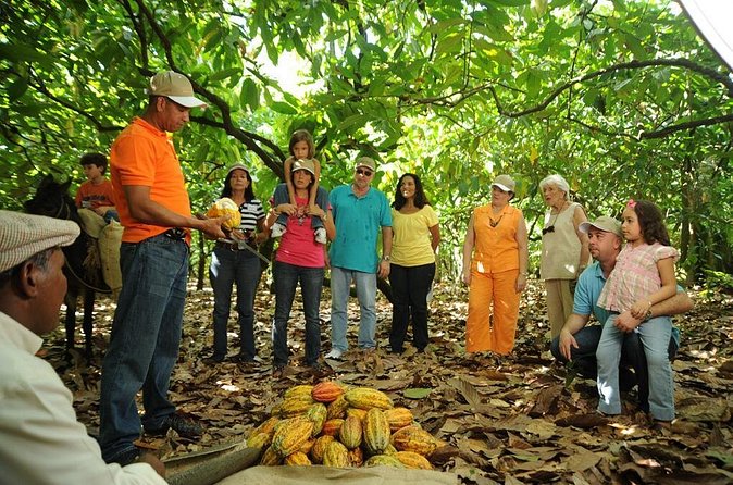 Cacao Plantation and Chocolate Factory Tour- Classic - Lunch and hot chocolate: the Dominican buffet reset