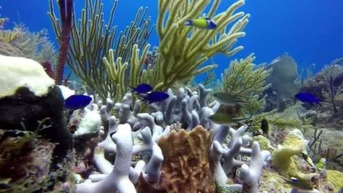 Catalina Island: Day Trip - Best Snorkeling! - Snorkeling at The Wall: reef-top views and what you’ll likely spot