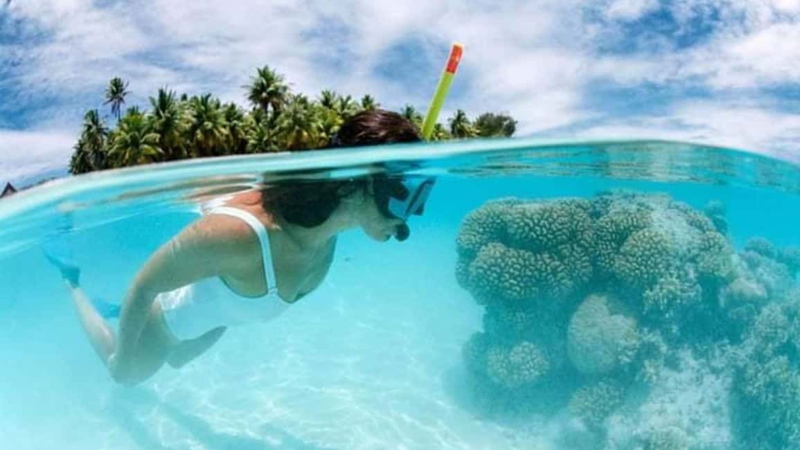 Catalina Island: Day Trip - Best Snorkeling! - Aquarium snorkeling at shallow reefs: turtles and clear-water fish watching