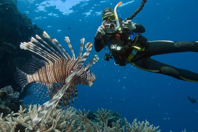 Catalina Island Diving Tour - Key Highlights You’ll Care About