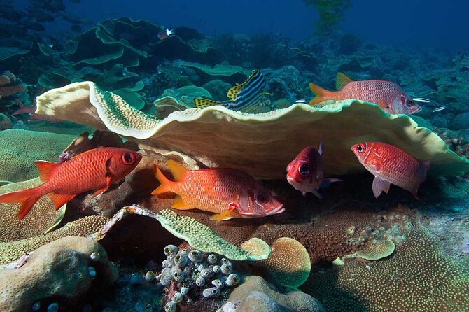 Catalina Island Diving Tour - The Value Question: Is $210 Worth It?