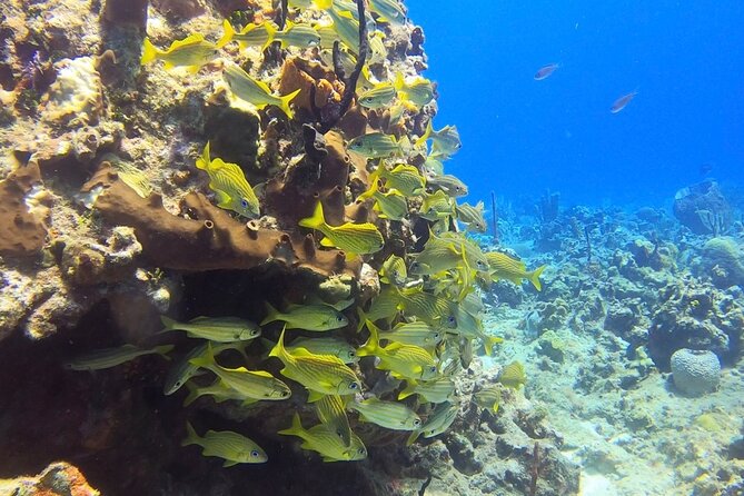 Catalina Island Diving Tour - Weather and Fitness: Two Non-Negotiables