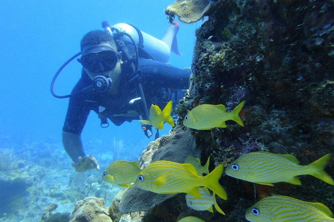 Catalina Island Diving Tour - Who This Tour Fits Best (and Who Should Skip It)