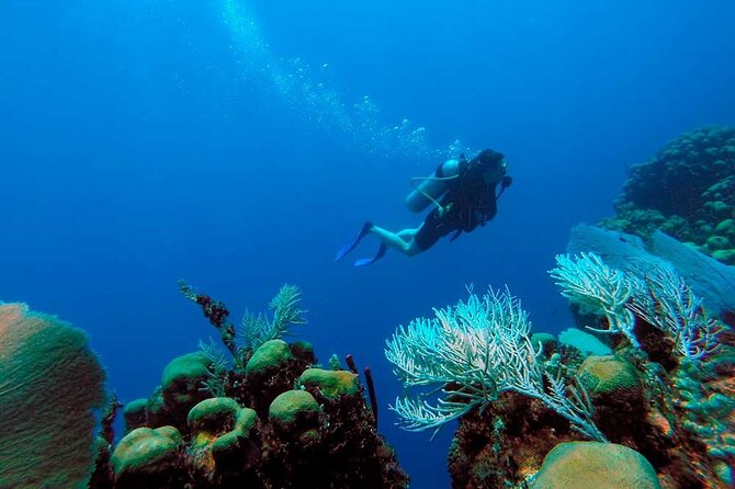 Catalina Island Diving Tour - Should You Book This Catalina Island Water Excursion?