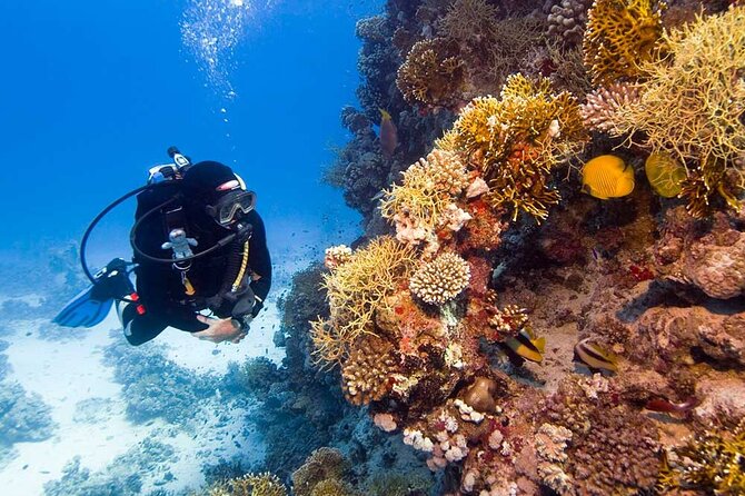 Catalina Island Diving Tour - La Romana as the Launch Point: Why This Matters