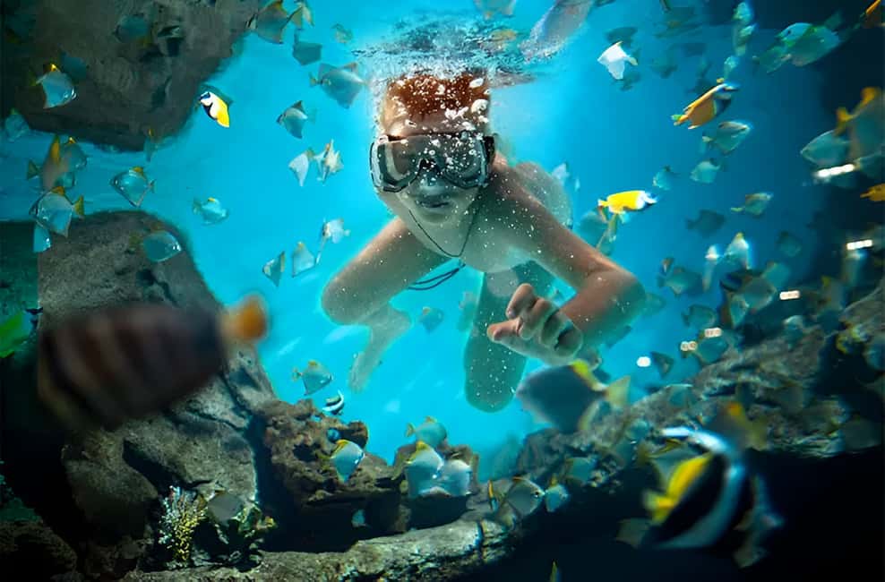 Catalina Island Full-Day Snorkeling + Lunch from Punta Cana - Key highlights worth knowing before you go