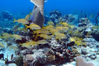 Catalina Island Full-Day Snorkeling + Lunch from Punta Cana - Road-to-port stops: what the long bus ride really feels like