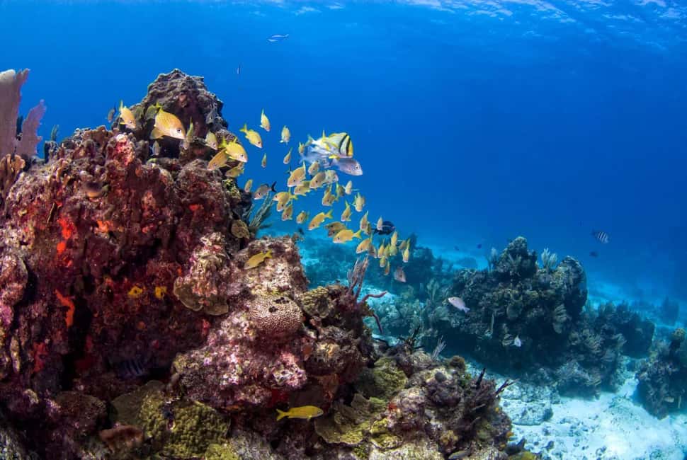Catalina Island Full-Day Snorkeling + Lunch from Punta Cana - Snorkeling at Los Corales: what you should expect in the water