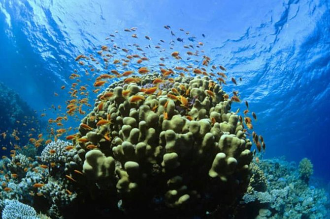 Catalina Island Scuba Diving and Snorkeling Tour from Punta Cana - Punta Cana to La Romana: the early start and why it matters