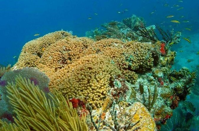 Catalina Island Scuba Diving and Snorkeling Tour from Punta Cana - Gear, instruction, and health rules you should take seriously