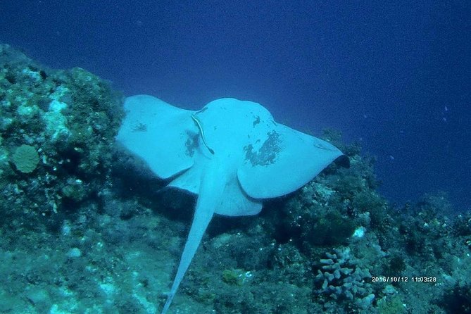 Catalina Island Scuba Diving and Snorkeling Tour from Punta Cana - Price and value: what $170 buys you in a full-day format