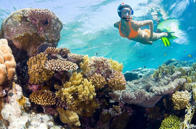 Catalina Island Snorkel Excursion from Punta Cana - Snorkeling The Wall: what to focus on once you’re in the water