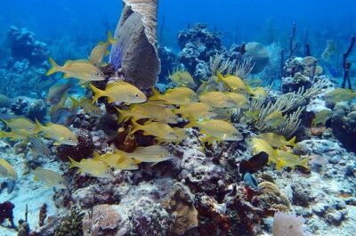 Catalina Island Snorkel Excursion from Punta Cana - Catalina Island beach club time (and why it matters)