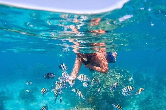 Catalina Island & Snorkling Tour Full Day All Inclusive - Catamaran ride and onboard vibe: open bar, music, and speed