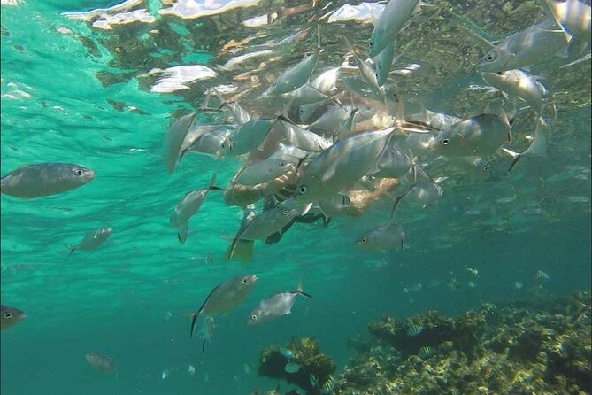 Catamaran and Snorkeling Party with Drink Included in Punta Cana - Group size and staff energy on a max-60 boat