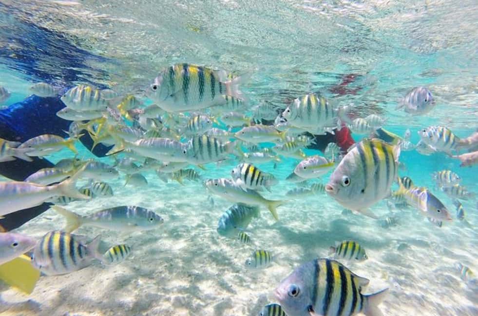 Cayo Arena: Paradise Island & Magroves Tour Private - Key things that make this tour worth your attention