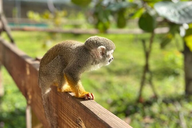Damajagua Waterfalls and Monkey Private Van Tour - Lunch After the Falls: The Included Dominican Break You’ll Appreciate