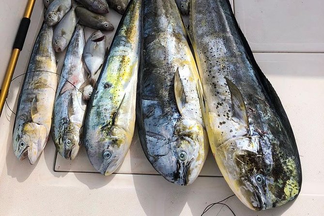 Deep Sea Fishing Tour - Who Should Book This Trip (and Who Should Think Twice)