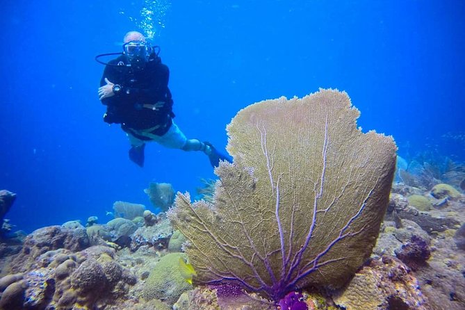 Discover Scuba Diving - Your First Underwater Skills: More Than a One-Time Thrill