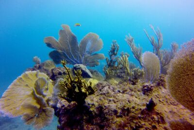 Discover Scuba Diving - DSD - Start Line at Vista Sol Punta Cana: Easy to Find, Easy to Return