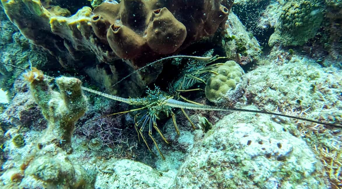 diving without a license catalina island from punta cana - Value and price: what $120 buys you, and what it does not
