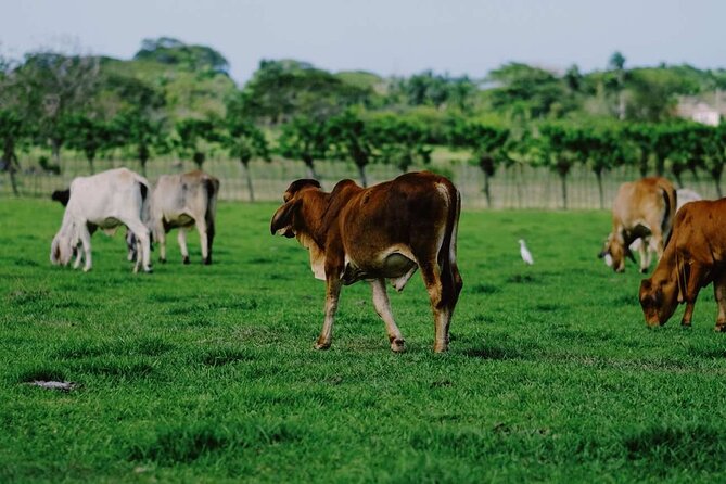 Dominican Republic Cultural Country Safari Tour from Punta Cana - Macao Beach included: the morning’s payoff