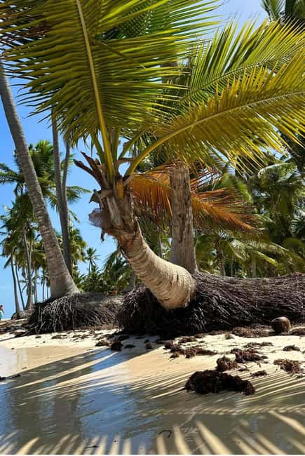 Excursión a Isla Saona desde Punta Cana (Todo incluido). - Speedboat Return: Faster Ride, Less Hanging Around