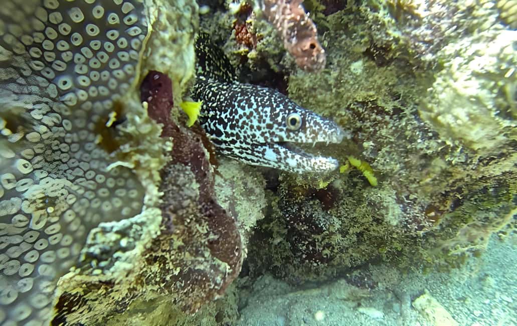 Experience the Exciting Caribbean Underwater World - Atlantic Princess wreck: what you’re there to see