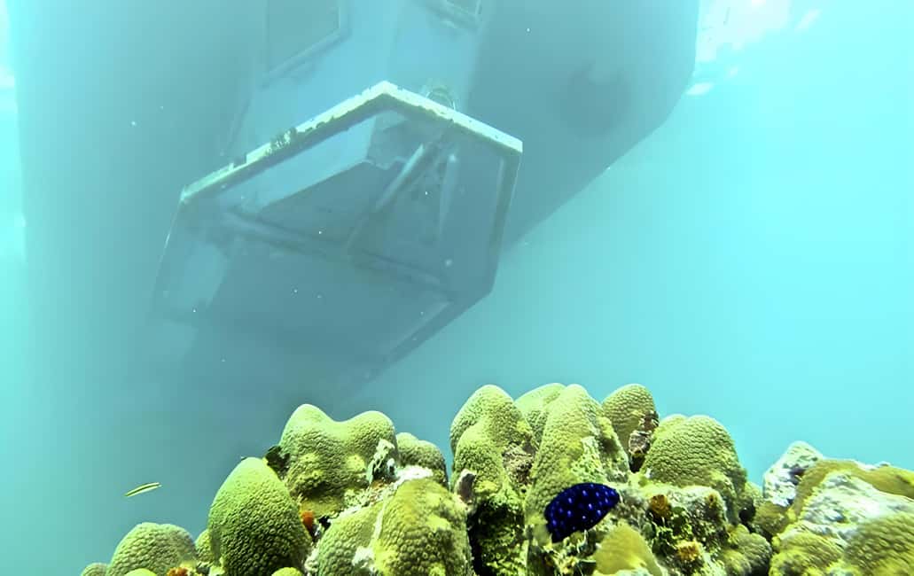 Experience the Exciting Caribbean Underwater World - The snorkeling stop: 1 hour on the reef, with gear included
