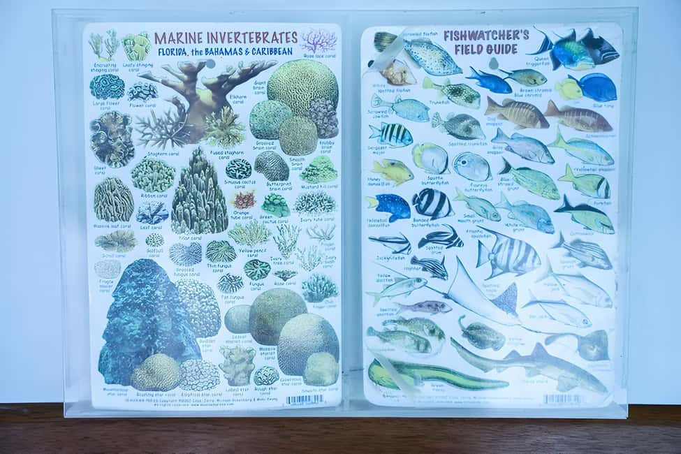 Experience the Exciting Caribbean Underwater World - Price and value: why $49 can feel like a good deal here