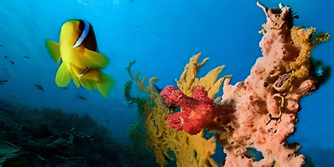 Experience the Exciting Caribbean Underwater World - What to bring (and what to skip)