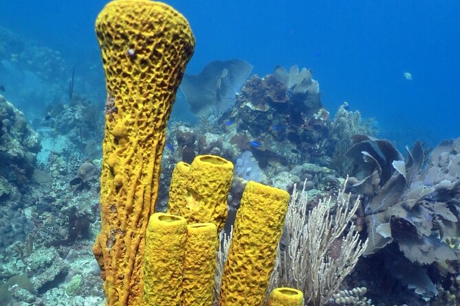 Fantastic Catalina island, beach and depth - Who This Tour Fits Best (and Who Might Not Love It)