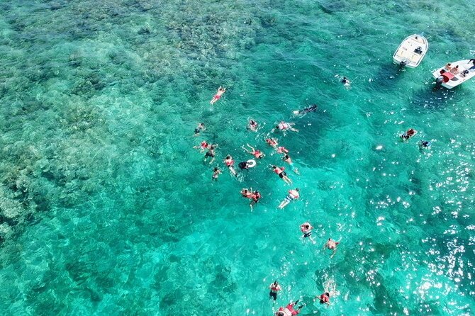 Float & Feast Private Party Cruise with Premium Buffet & Open Bar - Dolphin view and wildlife moments: fun, but keep expectations flexible